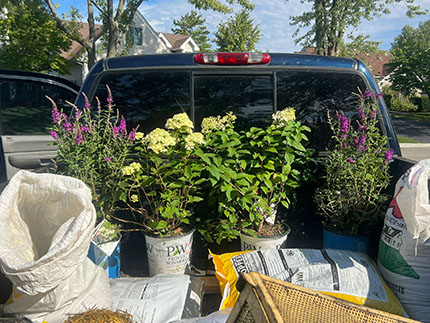 Ornamentals beds care