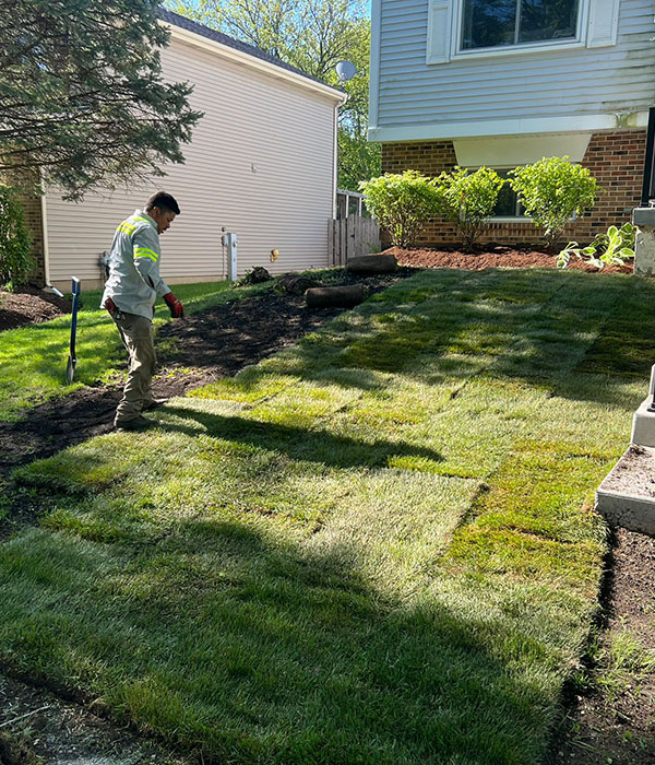 Rolls of sod