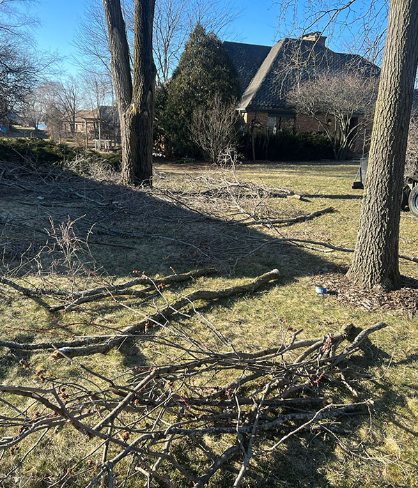 Trimming and Prune